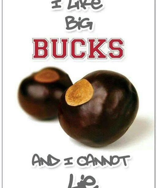 A novelty sign or poster featuring the text 'I LIKE BIG BUCKS AND I CANNOT Lie' in stylized gray and red lettering, with two glossy brown chestnuts on a white background.