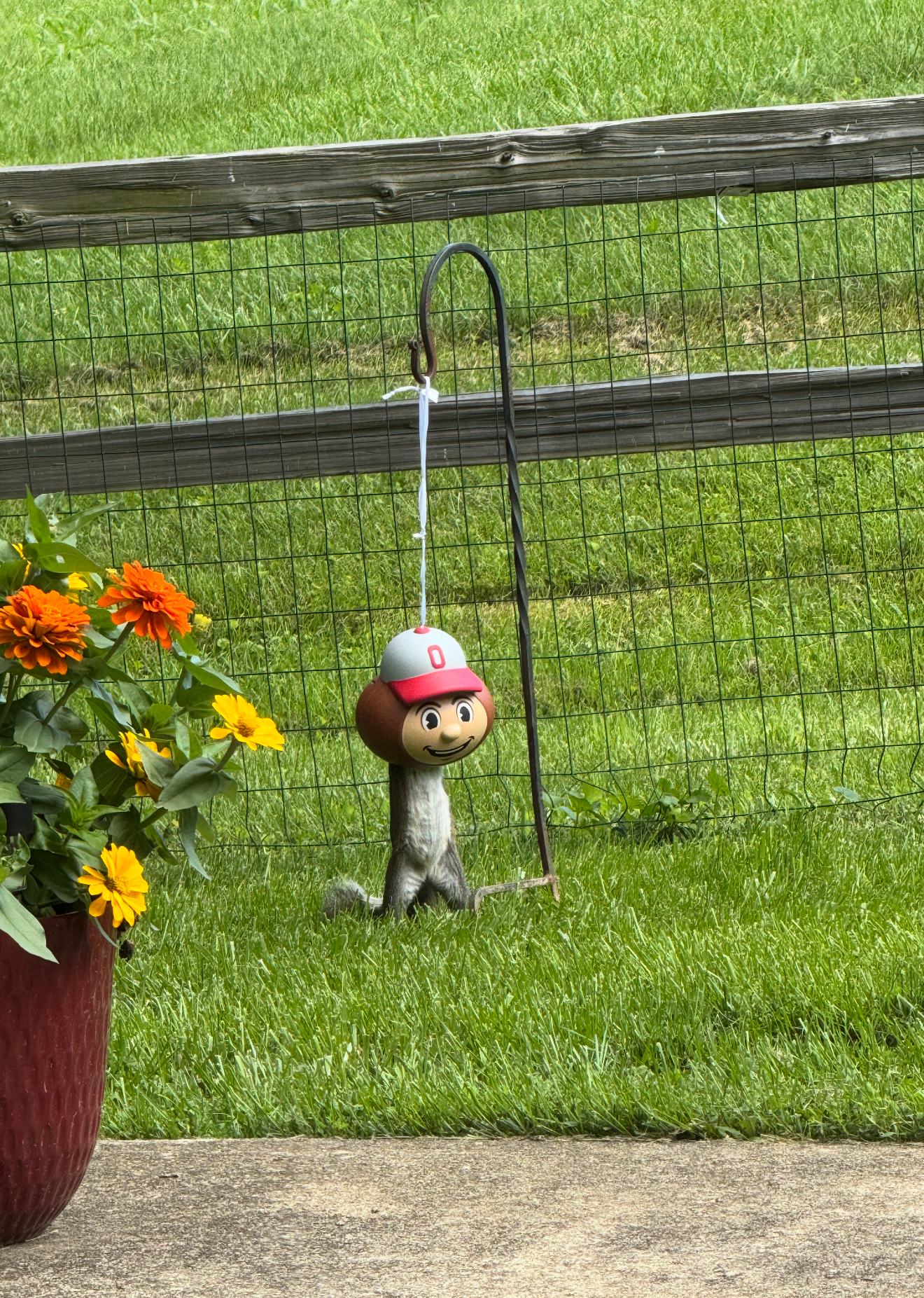 squirrel in squirrel feeder, patio